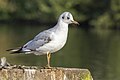 * Nomination A black-headed gull (Chroicocephalus ridibundus) --Alexis Lours 21:54, 10 October 2023 (UTC) * Promotion  Support Good quality. --Plozessor 03:08, 11 October 2023 (UTC)