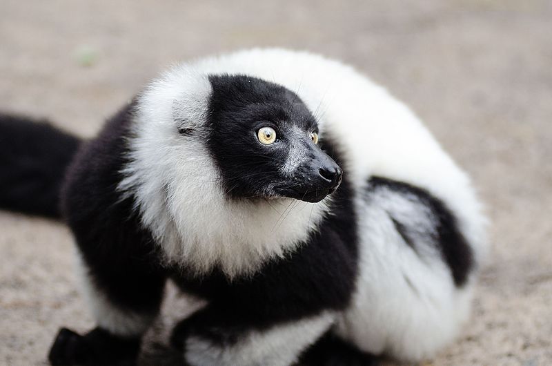 File:Black and white Ruffed Lemur (24686849679).jpg