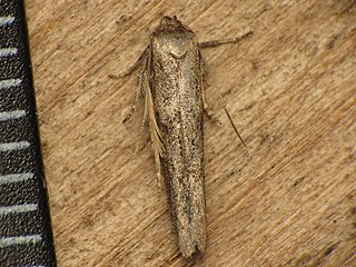 <i>Blastobasis phycidella</i> Species of moth