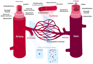 <span class="mw-page-title-main">Blood vessel</span> Tubular structure of circulatory system