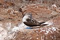 * Nomination Blue-footed booby (Sula nebouxii) in Seymour Norte island, Galápagos National Park, Ecuador --Bgag 03:15, 1 September 2016 (UTC) * Promotion Breast bird very white and little detail, but good enough for me.--Agnes Monkelbaan 04:33, 1 September 2016 (UTC)