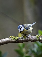 Blue tit searches for insect prey using a search image, leaving scarcer types of prey untouched. Blue Tit (12416609855).jpg