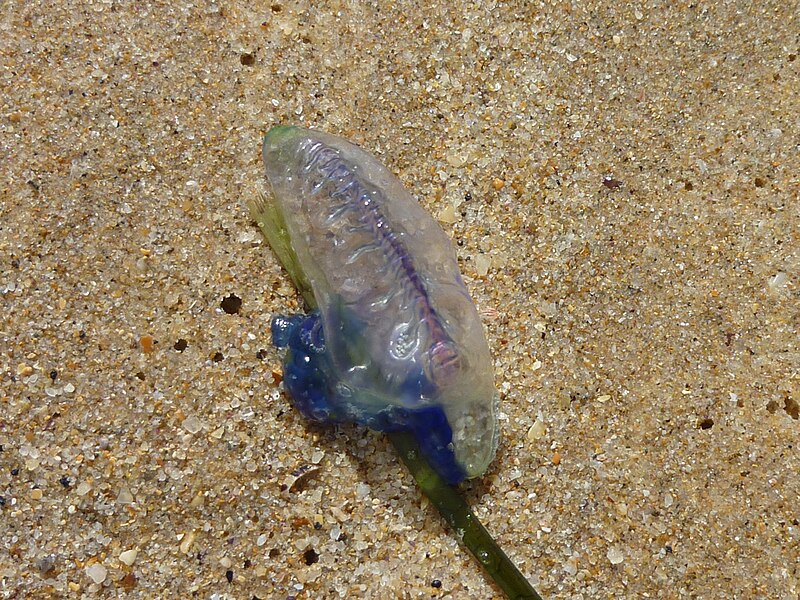 File:Blue bottle jelly fish.JPG