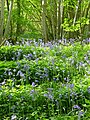 Bluebell time again in Bysing Wood - geograph.org.uk - 3467177.jpg