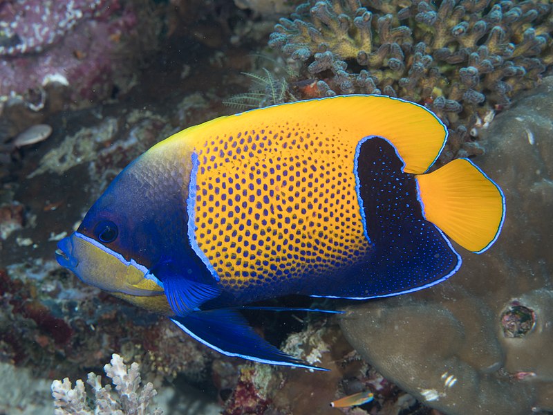 File:Bluegirdled angelfish (Pomacanthus navarchus) (46982094954).jpg