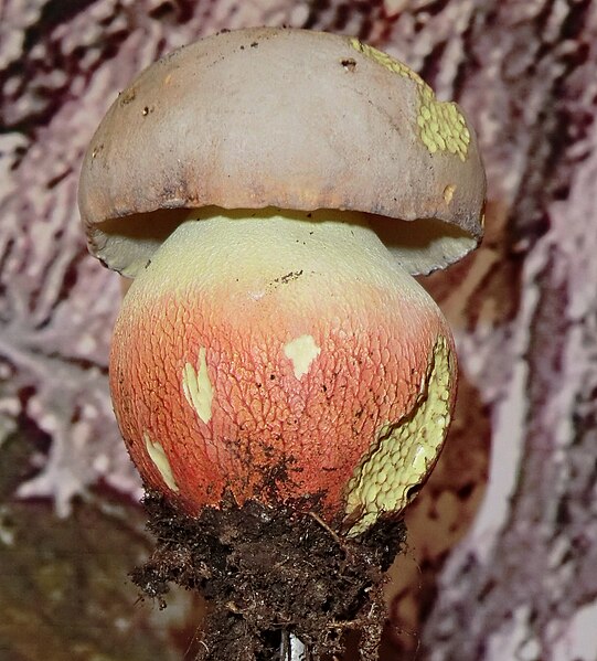 File:Boletus calopus.jpg