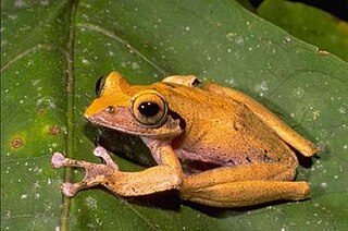 <i>Boophis brachychir</i> species of amphibian