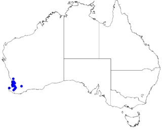 <i>Boronia tenuis</i> Species of flowering plant