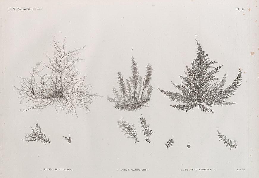 Pl.57 - 1. Fucus spinulosus 2. Fucus taxiformis 3. Fucus cyanospermus