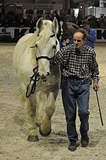 Miniatura para Boulonnais (cavalo)