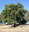 Miniatura per Arbre ampolla