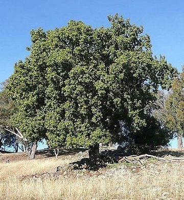 Arbre ampolla