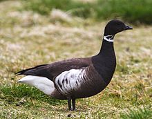 Branta bernicla -Iceland-8.jpg