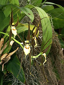 Brassia keiliana Orchi 05.jpg