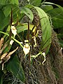 Brassia keiliana flowers