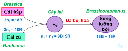 Cải_bắp_lai_cải_củ