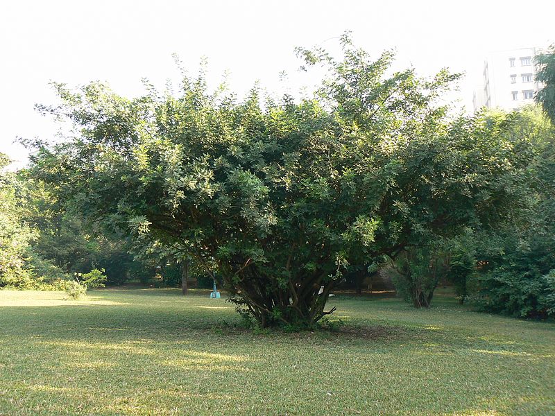 File:Brazilian Pepper tree (2095540420).jpg