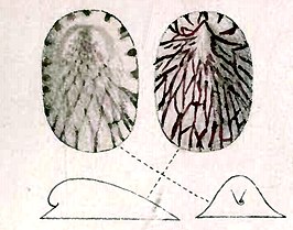 Broderipia subiridescens