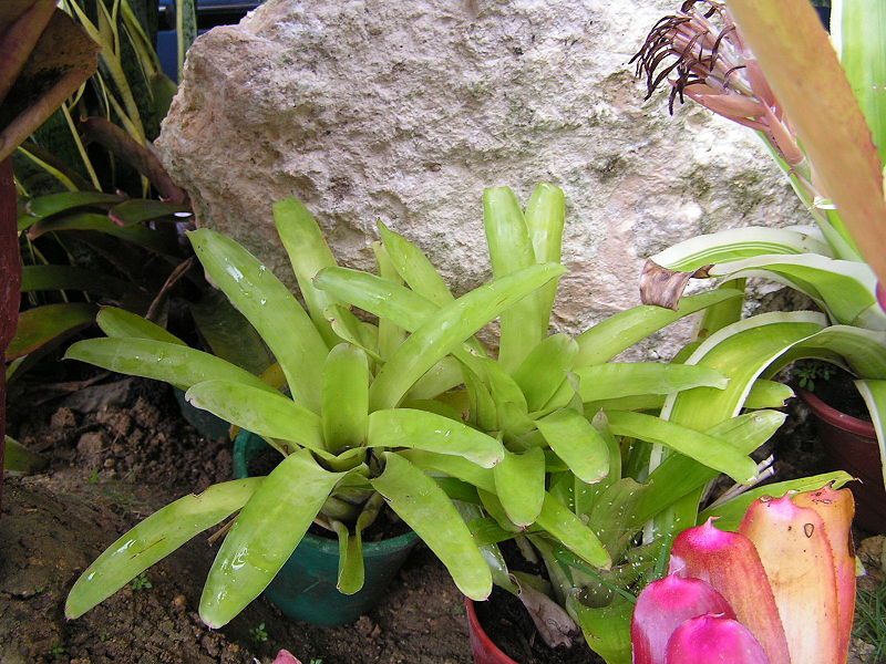 File:Bromeliad8.jpg