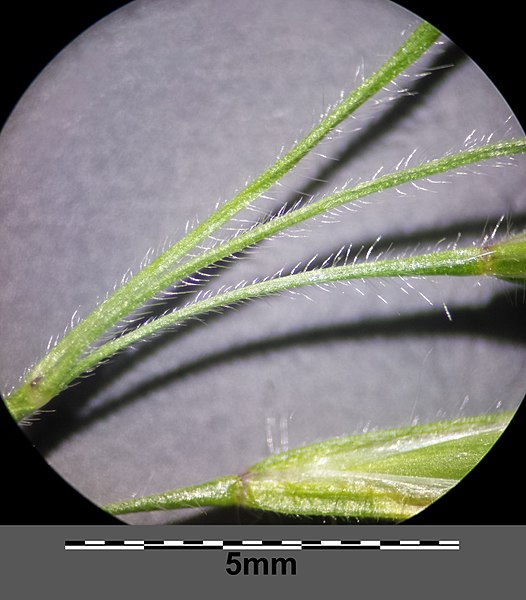 File:Bromus tectorum sl20.jpg