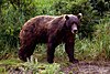 A Kamchatka brown bear in the spring