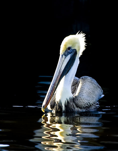 File:Brown pelican (16661144769).jpg