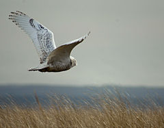 Bubo scandiacus Damon Point 4.jpg