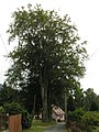 Čeština: Česká Kamenice - dva památné buky lesní, od severu English: Česká Kamenice - two famous trees of Fagus sylvatica, from the north