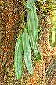 Bulbophyllum melanoglossum