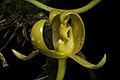 Bulbophyllum tollenoniferum