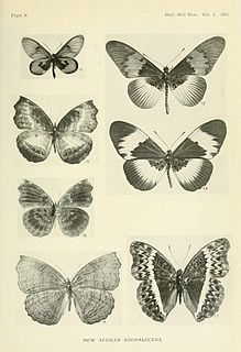 <i>Ariadne albifascia</i> Species of butterfly