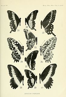 <i>Papilio grosesmithi</i> Species of butterfly