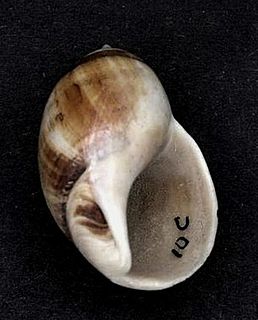 <i>Bullia laevissima</i> species of mollusc