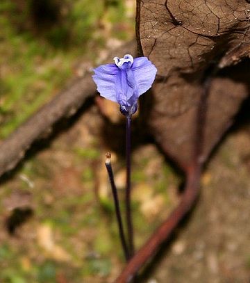 Burmanniaceae