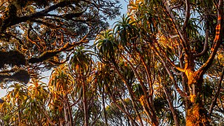 Bush canopy during sunset in Lake Kaniere Scenic Reserve, West Coast