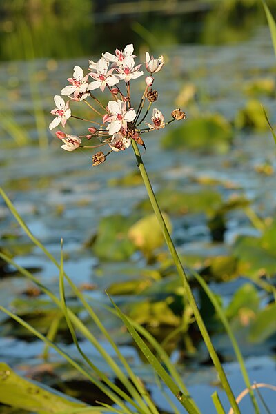 Flowering Rush Butomus umbellatus an invasive species in North America.  Picture from Wikipedia.