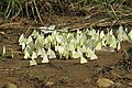 Butterfly mud puddling at Makutta (17).jpg