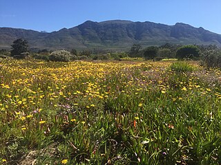 <span class="mw-page-title-main">Tokai Park</span> Small section of Table Mountain National Park in Cape Town, South Africa