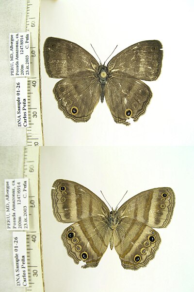 File:CP01-26 Cissia myncea (3430416701).jpg