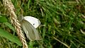 Cabbage White butterfly male (8978916050).jpg