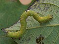 Cabera exanthemata (larva) - Common wave (caterpillar) - Бледная пяденица сероватая (гусеница) (40880086642).jpg