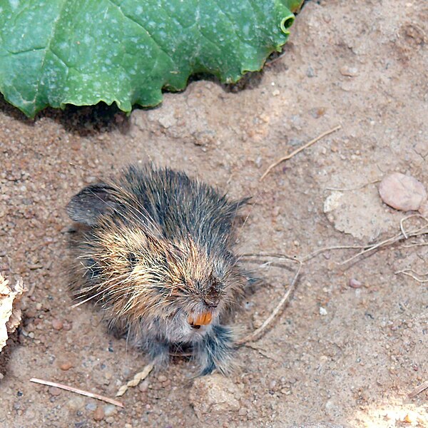 File:Cabeza de topillo.jpg