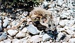 Cactus mouse at the Nevada Test Site.jpg