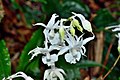 Calanthe arisanensis