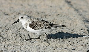 Calidris alba running