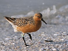 Bécasseau maubèche (Calidris canutus)