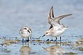 Red-necked Stint (Calidris ruficollis) pair, Marion Bay, Tasmania, Australia. The one on the right is stretching it's wings.