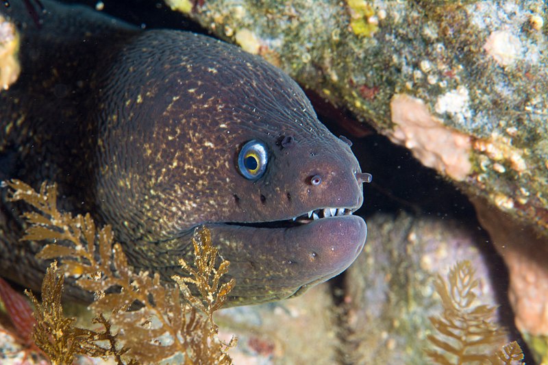 File:California Moray Eel (32582219365).jpg