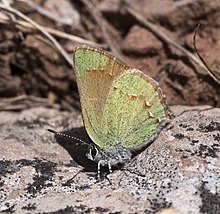 Callophrys affinis apama.jpg