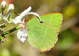 <i>Callophrys avis</i> Species of butterfly